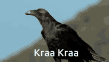 Kraa Kraa Crow GIF - Kraa Kraa Crow Crowing GIFs