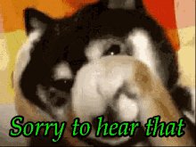Sorry To Hear That Dog GIF - Sorry To Hear That Sorry Dog GIFs