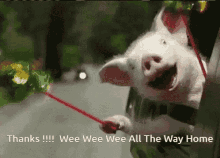 Pinwheel Pig Thanks GIF - Pinwheel Pig Thanks On The Way Home GIFs