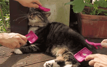 Cats Pamper GIF - Cats Pamper Relaxing GIFs
