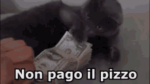 Pizzo Pagare Mafia Camorra Soldi Gatto GIF - Pizzo Pay Mafia GIFs