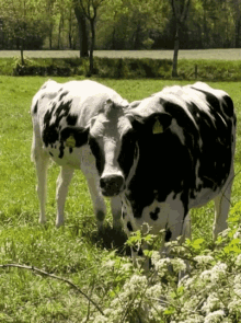 Cow Chewing GIF - Cow Chewing Ostfriesland GIFs