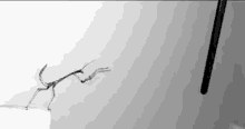 Leaping Praying Mantis GIF - Praying Mantis Jump Grab GIFs