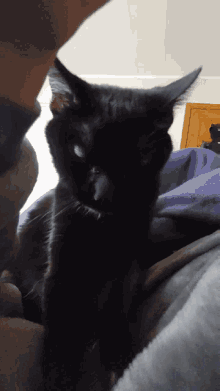 Clawing Purr GIF - Clawing Purr Making Biscuits GIFs