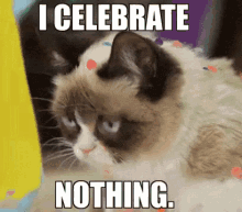 I Celebrate Nothing GIF - Grumpy Cat Cat I Celebrate Nothing GIFs