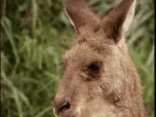 Kangaroo Oh No GIF - Kangaroo Oh No Cant Look GIFs