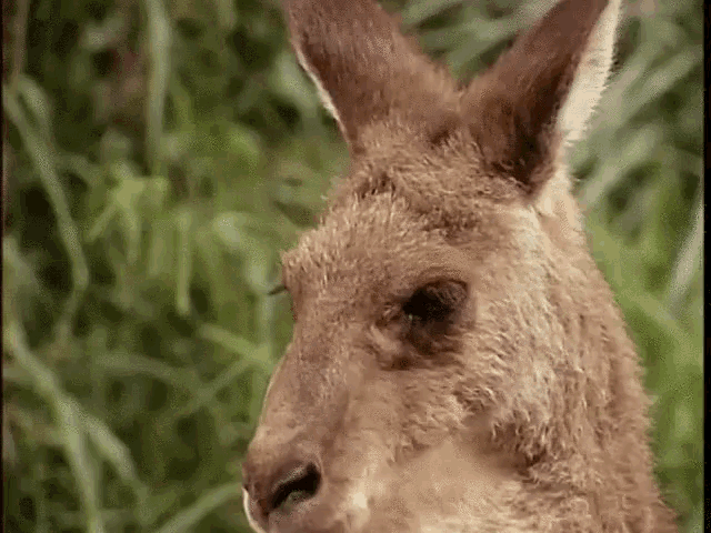 [Imagen: kangaroo-oh-no.gif]