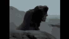 King Kong Godzilla GIF - King Kong Godzilla Fighting GIFs