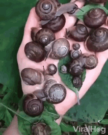 hand full of snails chilling snails viralhog