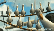 Deimos Seagull GIF - Deimos Seagull Nemo GIFs