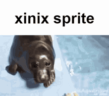 Xinix Sprite Xinix GIF - Xinix Sprite Xinix Sprite GIFs