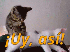 gato-uy-asi