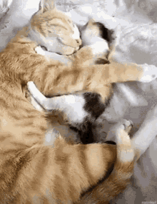 Kitten Love Gifs Tenor