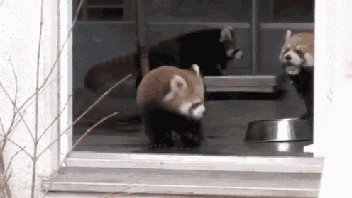 Baby Red Panda Being Startled By Zoo Keeper Gif Cute Redpanda Zoo Discover Share Gifs