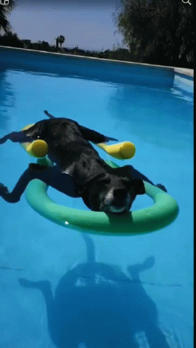 pool-dog.gif