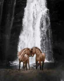 Tamed Horse GIF - Tamed Horse Waterfalls GIFs
