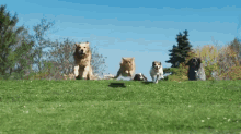 Leader Of The Pack GIF - Cat Dog Animals GIFs