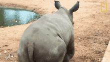 run away orphaned by poachers a baby rhino makes a new friend world rhino day playing having fun
