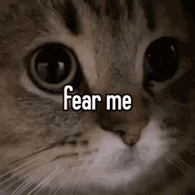 Cat Fear Me GIF - Cat Fear Me Whisper GIFs