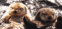 Otter Love Hold Hand GIF - Otter Love Hold Hand Cute Otters GIFs