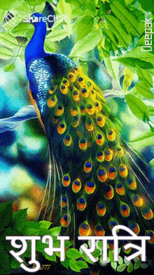 Peacock शुभरात्रि GIF - Peacock शुभरात्रि शुभ GIFs