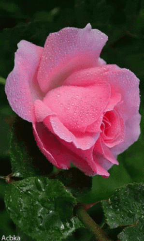 Pink Color Pink GIF - Pink Color Pink - Discover & Share GIFs