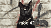 Mog42 Cat Gif GIF - Mog42 Mog 42 GIFs