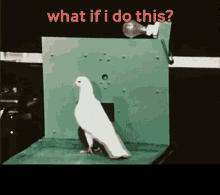 skinner pigeon experiment superstition what if i do this