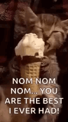 You Are The Best Kitten GIF - You Are The Best Kitten Ice Cream GIFs