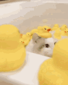 Cat Ducks Bathtub Staring GIF - Cat Ducks Bathtub Cat Staring GIFs