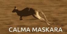 Calma Maskara GIF - Calma Maskara Canguru GIFs