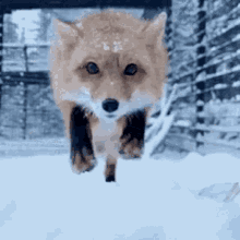 animal snow fox cute adorable