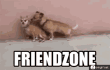 Friendzone GIF - Friendzone Dog Dogs GIFs