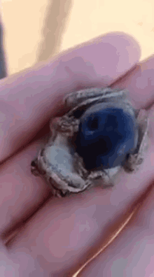 A Frog And His Blueberry GIF - Frog Blueberry Cute GIFs