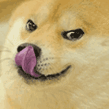 Doge Lick GIF - Doge Lick Mocking GIFs