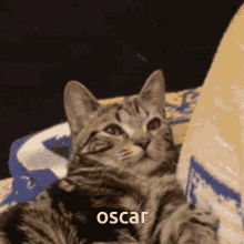 Oscar Cat GIF - Oscar Cat Oscar Cat GIFs