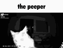 Cat Creepy GIF - Cat Creepy Peeper GIFs