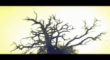 Tree Creepy GIF - Tree Creepy Moving Tree GIFs