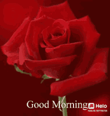 Good Morning गुलाब GIF - Good Morning गुलाब शुभप्रभात GIFs