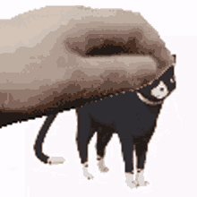 morgana persona5 cat pet p5