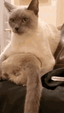 Siamese Cat GIF - Siamese Cat Look GIFs