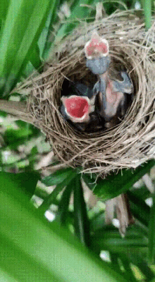 baby-bird-hungry.gif
