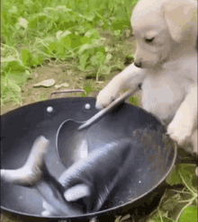 Dog Cooking Perro GIF - Dog Cooking Perro Dog GIFs
