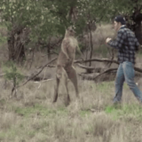 Kangaroo Man Punching GIF.