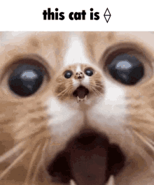 This Cat GIF - This Cat This Cat Is GIFs