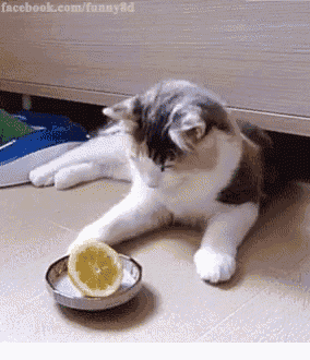 cat-lemon.gif