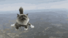 Flying Cat Scary GIF - Flying Cat Scary Adventure GIFs