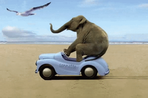Elephant Riding Gif Elephant Riding Car Discover Share Gifs