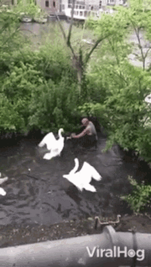 splash viralhog swan swim disturb