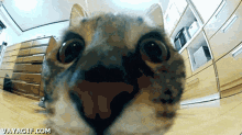 El Gato Volador Cat GIF - El Gato Volador Cat Slow Mo GIFs